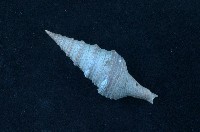 藏品(臺灣捲管螺)的圖片